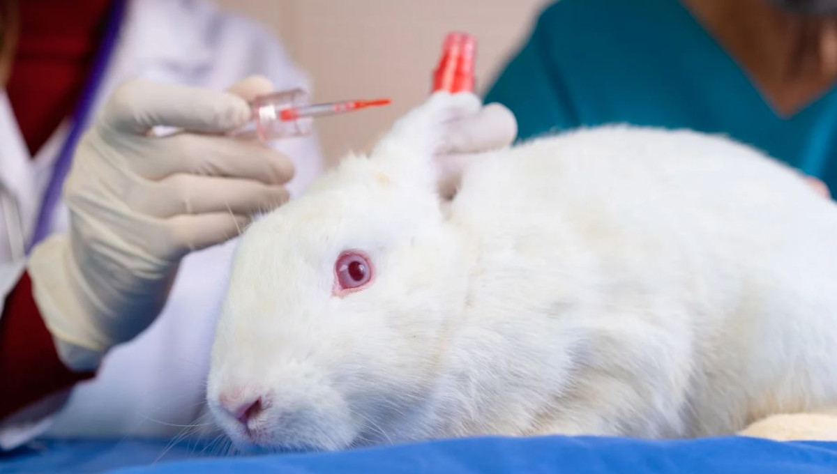 ޖަނަވާރުތަކުގައި ކޮސްމެޓިކްސް ޓެސްޓްކުރުން