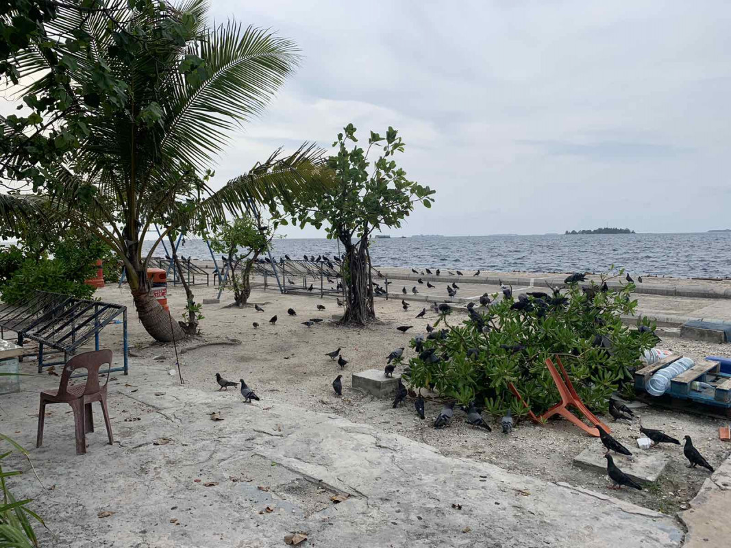 މަސްވެރިންގެ ޕާކު ސަރަހައްދުގައި ކޮތަރުތަކެއް - ފޮޓޯ: ރާއްޖެއެމްވީ