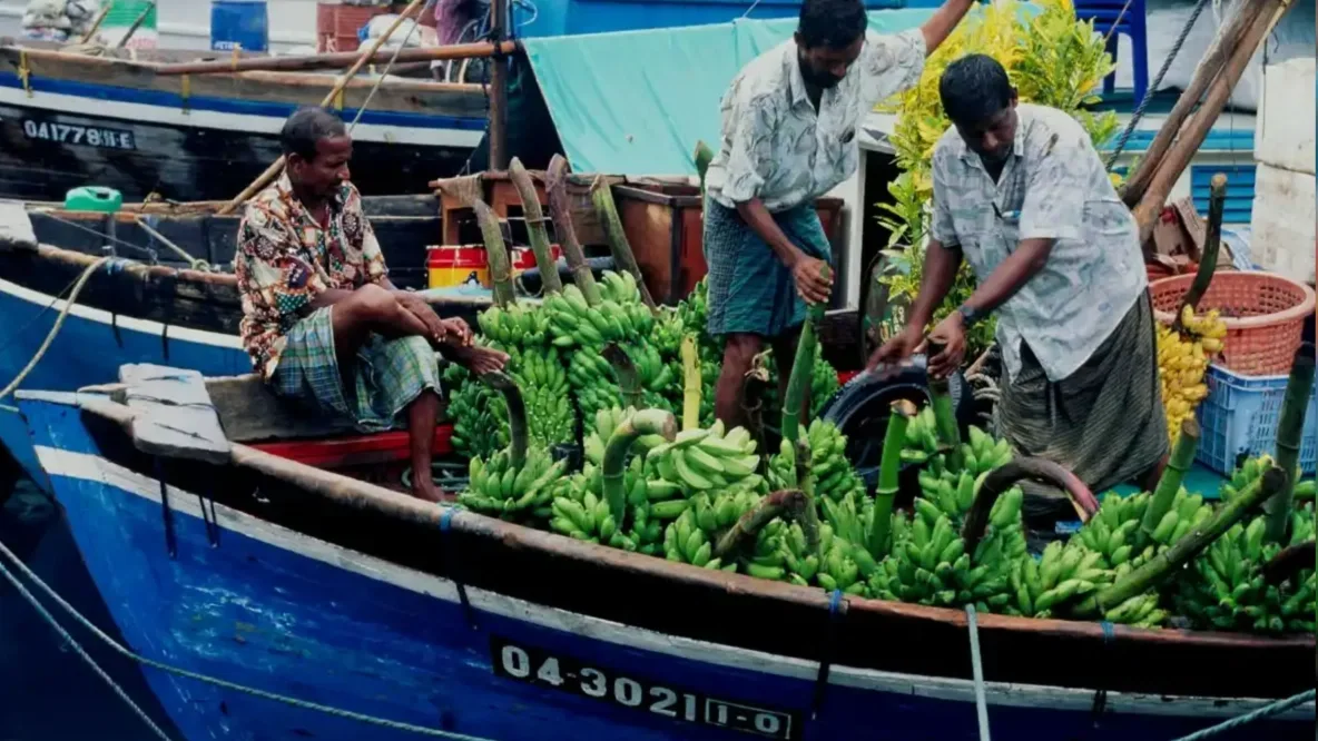 ދޯންޏަކަށް މާލެގެނައި ފަތްކެޔޮގަނޑުތަކެއް ބޭލުމަށް ބަޔަކު ހަރަކާތްތެރިވަނީ