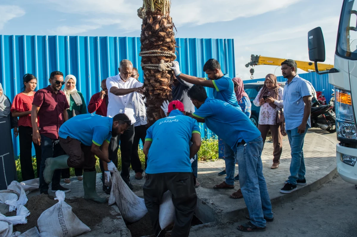 "އެއްލައްކަ ގަސް" ޕްރޮގްރާމްގެ ދަށުން މާލެ ސިޓީގައި ކަދުރު ރުއް އިންދުމުގެ ޙަރަކާތުގެ ތެރެއިން