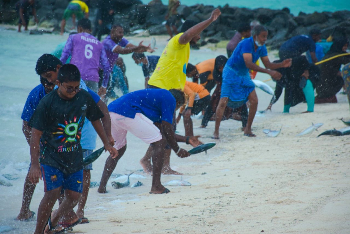 ހއ. ދިއްދޫ ފަޅުތެރެއަށް ރާގޮނޑި އައިނެއް ވަނުން ރަށުގެ ކުދިބޮޑު އެންމެން، މަސް ހިފައިގެން، ގިނަ ރާގޮނޑިތައް އެއްގަމާ ދިމާލަށް އުކާފައިވަނީ އަތުން ހިފާފައި - ފޮޓޯ: މަލީހާ ރަޝީދު