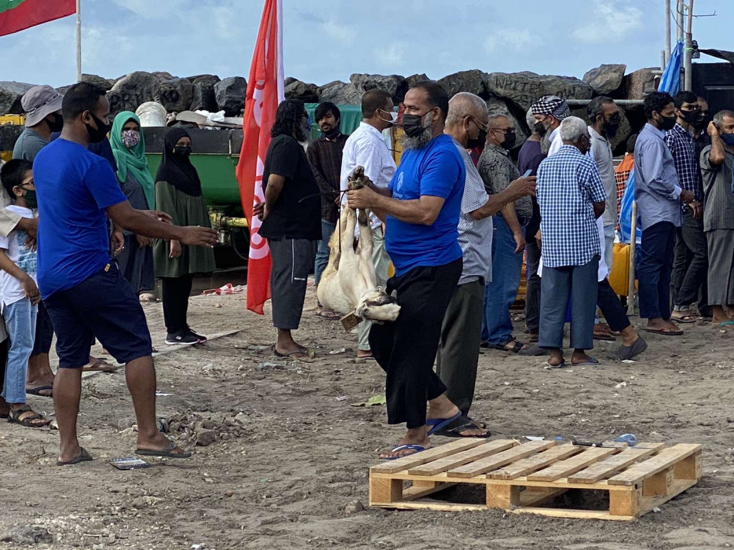 އަޟްޙާ ޢީދު 1442 - އުލްހިޔާ ކަތިލުން، ޢީދު ނަމާދަށް ފަހުގައި އުލްހިޔާ ކަތިލުމުގެ މަސައްކަތް ވަނީ ފަށާފައި - ފޮޓޯ: ރާއްޖެއެމްވީ