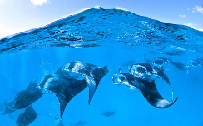 ހަނިފަރު ބޭ