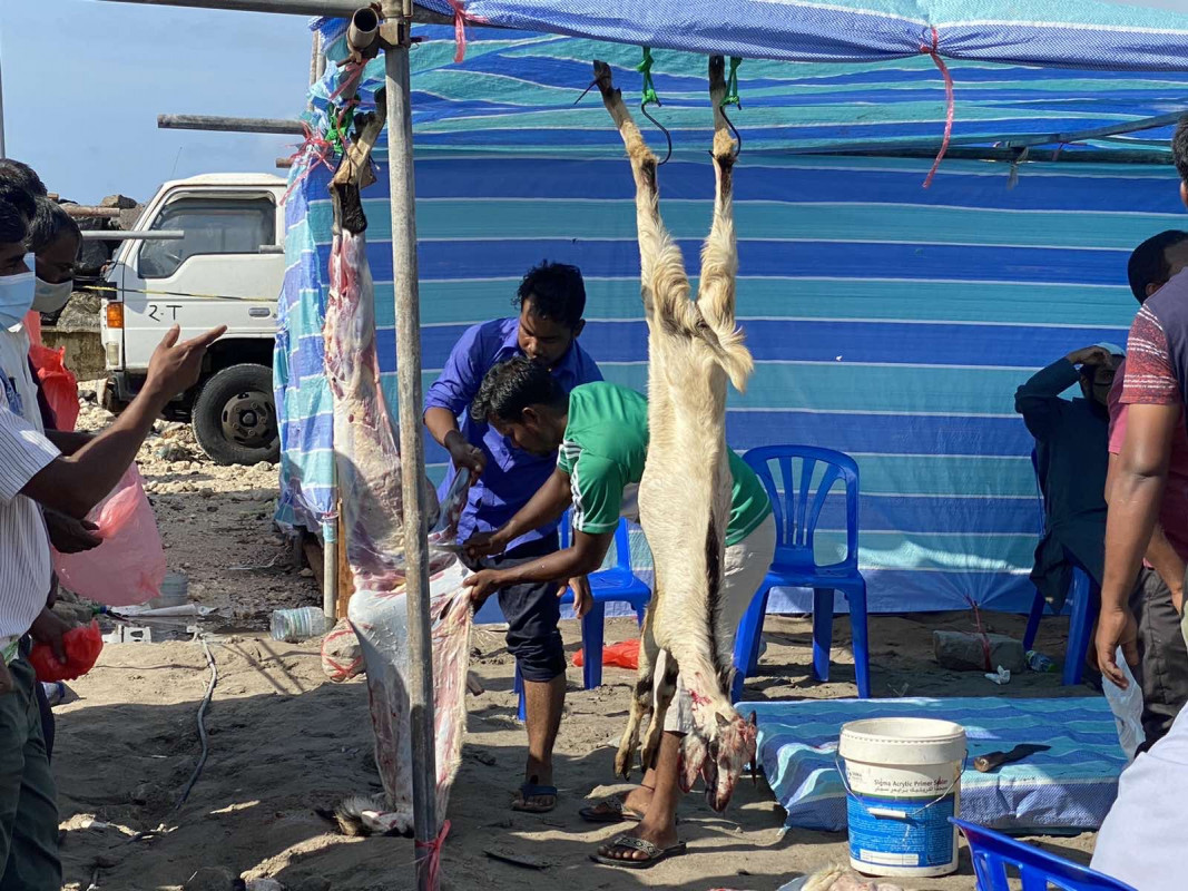 އަޟްޙާ ޢީދު 1442 - އުލްހިޔާ ކަތިލުން، ޢީދު ނަމާދަށް ފަހުގައި އުލްހިޔާ ކަތިލުމުގެ މަސައްކަތް ވަނީ ފަށާފައި - ފޮޓޯ: ރާއްޖެއެމްވީ