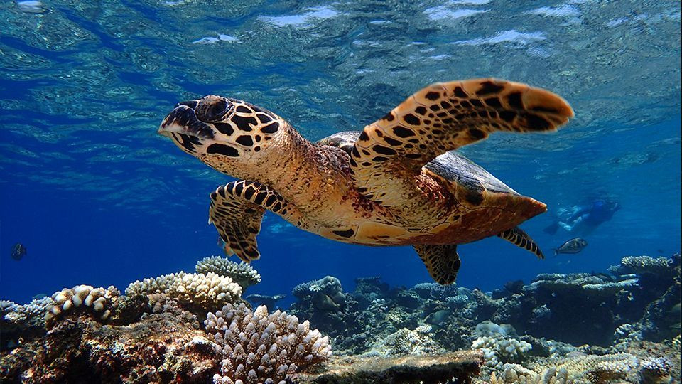 Underwater beauty of Maldives 