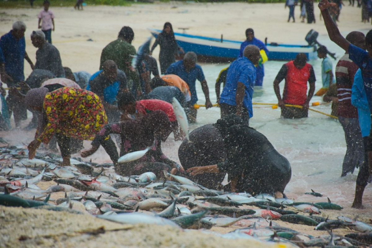 ހއ. ދިއްދޫ ފަޅުތެރެއަށް ރާގޮނޑި އައިނެއް ވަނުން - އެއްބަޔަކު ރާގޮނޑިތައް އަތުން ހިފާފައި އެއްގަމާ ދިމާލަށް އުކަމުން ދިއައިރު، އަނެއް ބަޔަކު ދާ ޖަހައިގެން ރާގޮނޑި ހިފުމުގެ މަސައްކަތް ކުރިއަށް ގެންދިއަ - ފޮޓޯ: މަލީހާ ރަޝީދު