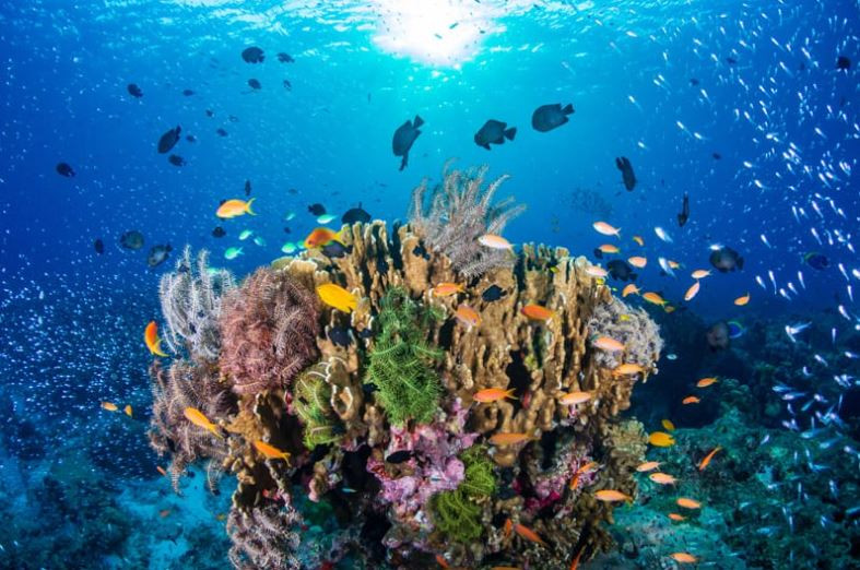 The Maldives 50 Best Sites: Reef Health Assessment Photo Shoot Competition has begun