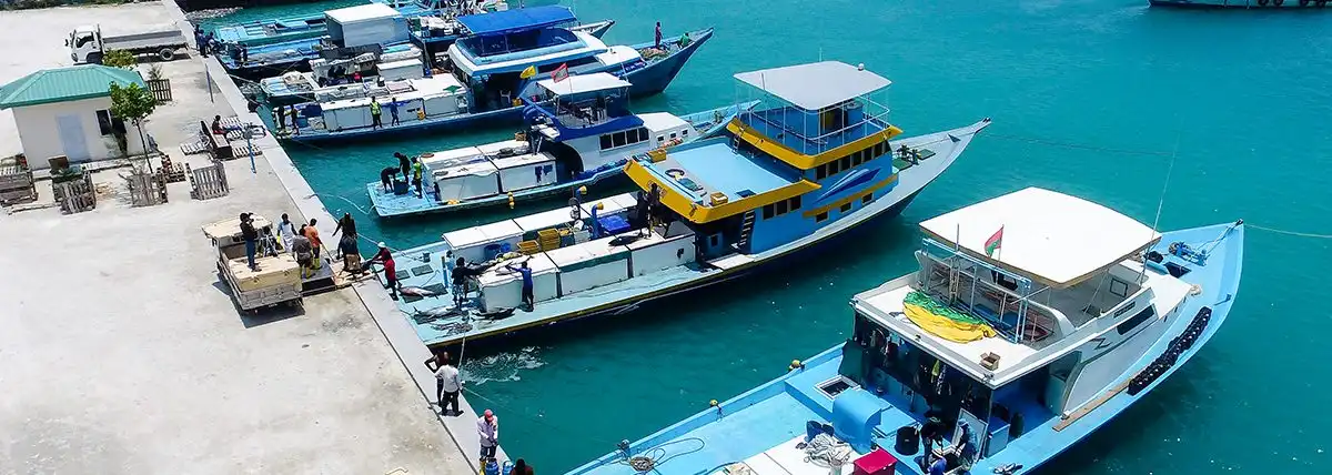 ބޮޑުކަންނެލި ގަންނަ ކުންފުންޏެއް ކަމަށްވާ އެންސިސް އިން، އެތަނަށް މަސް ކިރާ ބޮޑުކަންނެލި މަސްވެރިންނަށް މީގެ ކުރިން އައީ ހިލޭ އައިސް ދޫކުރަމުން.