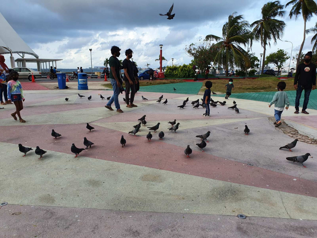 ޖުމްހޫރީ މައިދާނުގައި އުޅޭ ކޮތަރުތައް ކައިރީ ކުޑަކުދިންތަކެއް - ފޮޓޯ: ރާއްޖެއެމްވީ