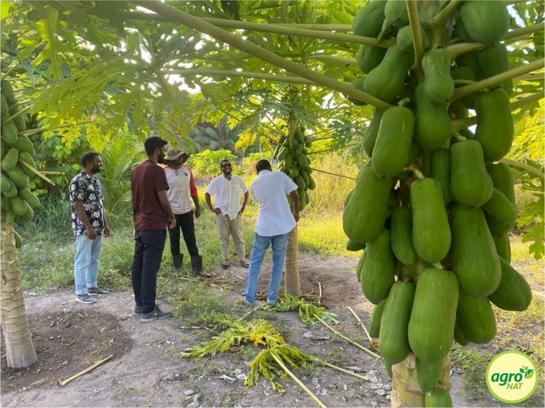 އެގްރޯނެޓް