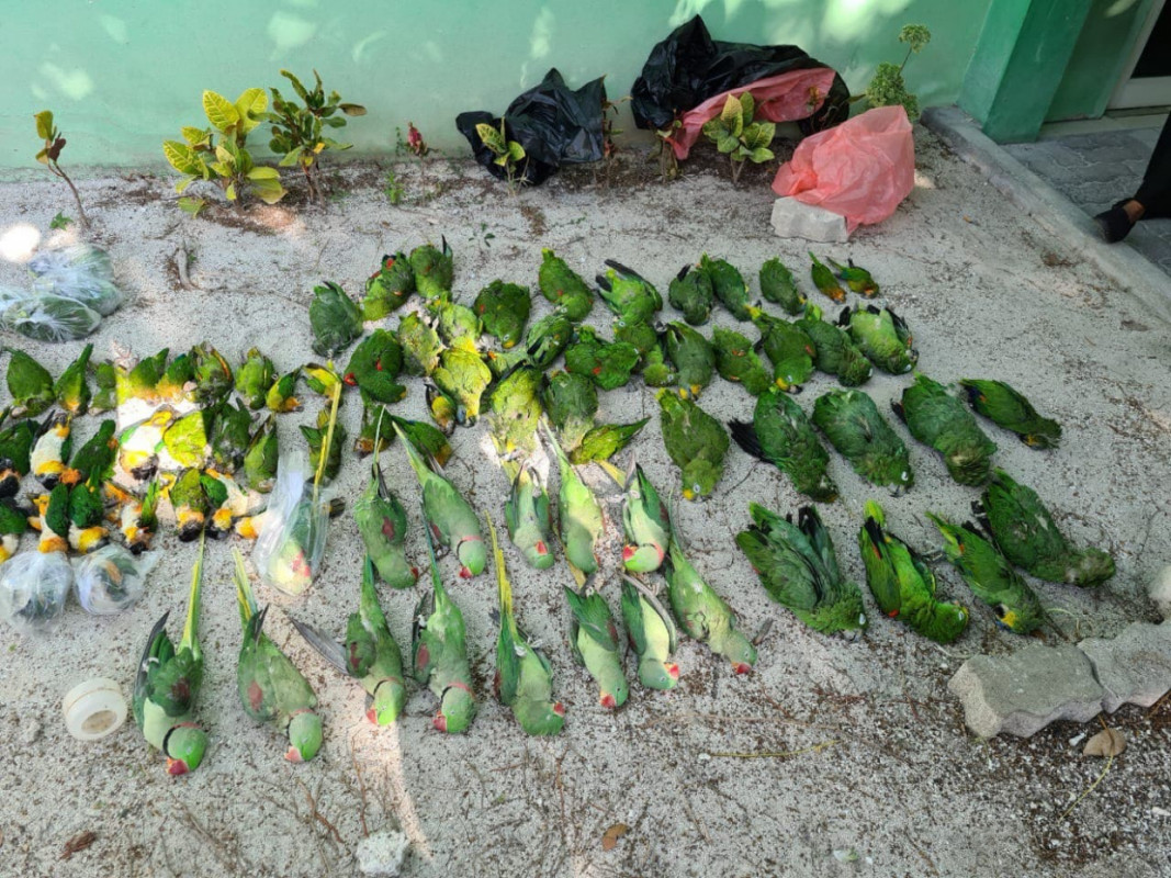 The birds were put down at the Velana International Airport’s Plant and Animal Unit