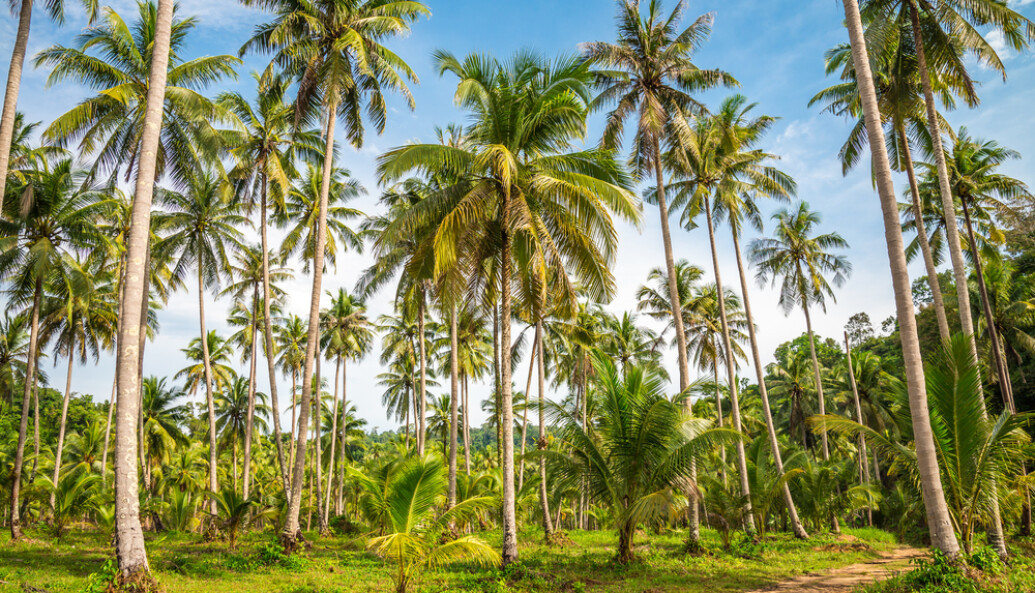 ރުއްގަނޑެއް