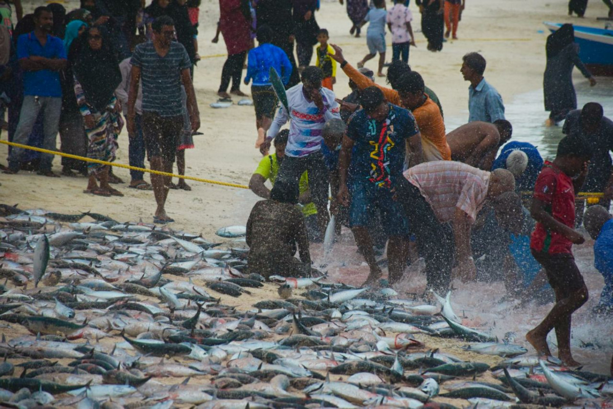 ހއ. ދިއްދޫ ފަޅުތެރެއަށް ރާގޮނޑި އައިނެއް ވަނުން - ރަށުގެ ރައްޔިތުން ނުކުމެ ފަޅުތެރެއިން ވަނީ 9،000 އަށް ވުރެން ގިނަ ރާގޮނޑި ހިފާފައި - ފޮޓޯ: މަލީހާ ރަޝީދު