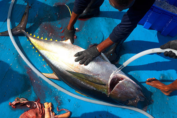 ދޯންޏެއްގެ ތައްޓުމަތީގައި މަސްވެރިއަކު ކަންނެއްޔެއް ކަނޑަނީ