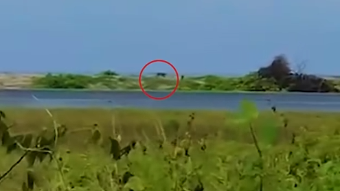 މާފަރުން ފެނުނު ގޮތްނޭނގޭ ޖަނަވާރު