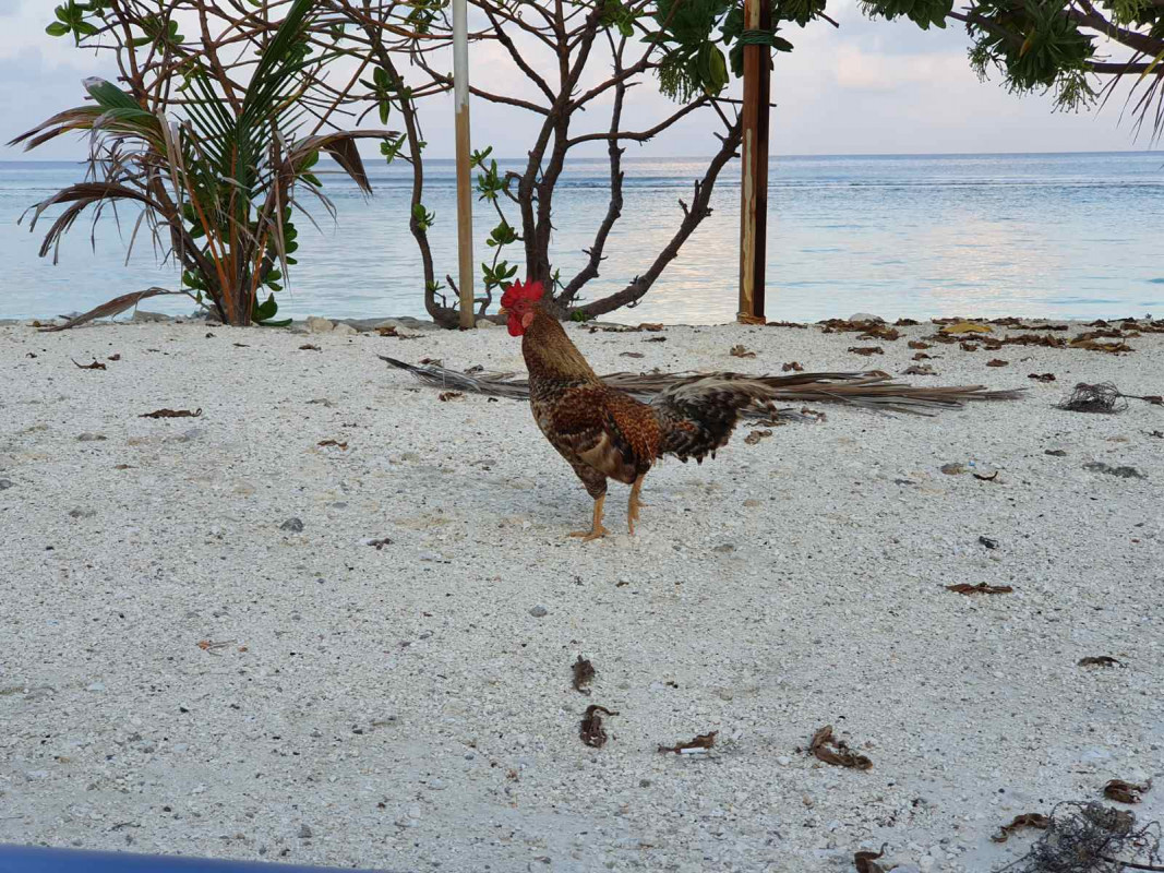 ހުޅުމާލެ ބީޗް ސަރަހައްދުގައި ކުކުޅެއް - މިއީ ހުޅުމާލޭގައި އެންމެ ގިނައިން ތޮއްޖެހިފައި އޮންނަ ސަރަހައްދު - ފޮޓޯ: ރާއްޖެއެމްވީ