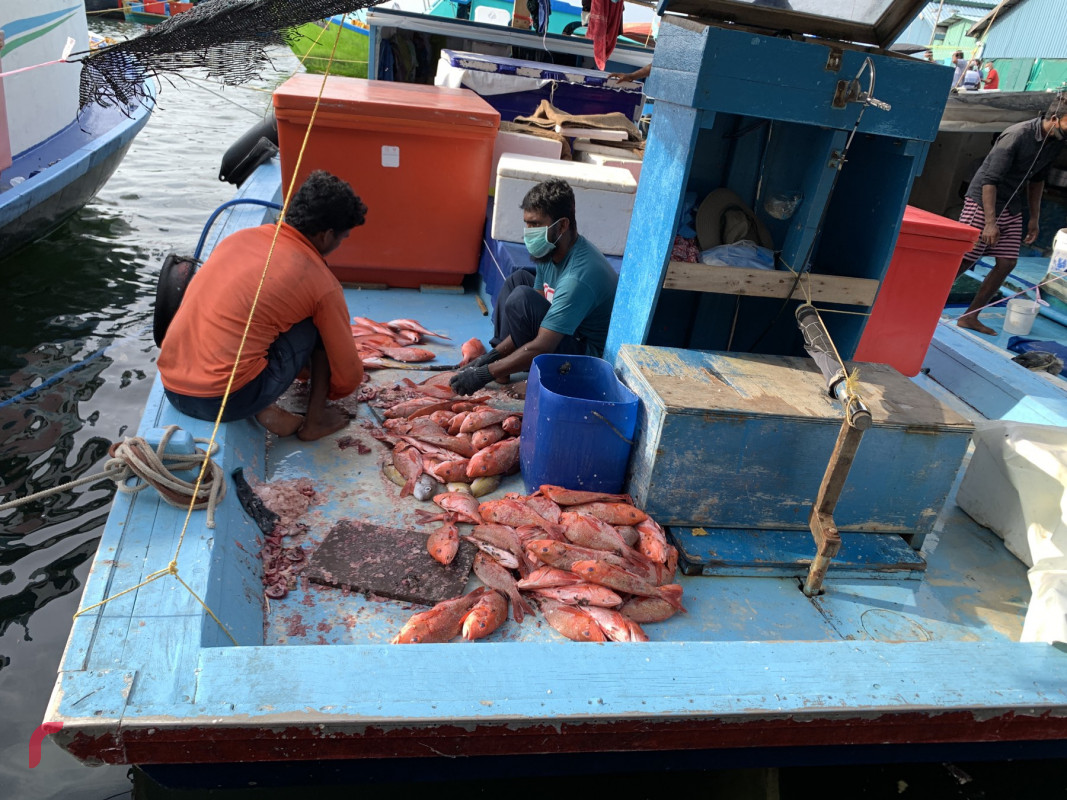 މަރުކޭޓް ސަރަހައްދު ދޯންޏަކުން މަސްވެރިކަމަށް ނިކުތުމަށްފަހު މަސް ވިއްކަން ތައްޔަރުކުރަނީ - މަސްވެރިން ބުނާގޮތުގައި އެކަމުން ރަނގަޅު އާމްދަނީއެއް ލިބޭ