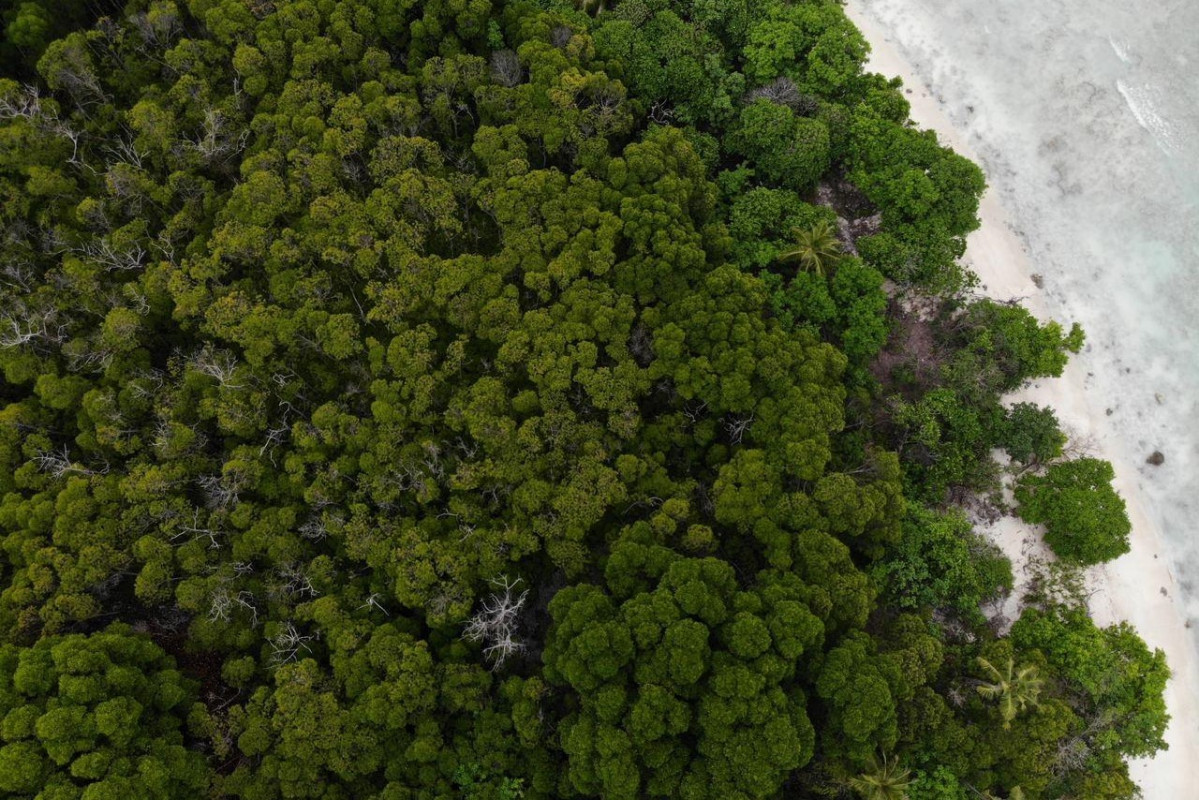 ވައިކަރަދޫ ކަނޑޫފާ