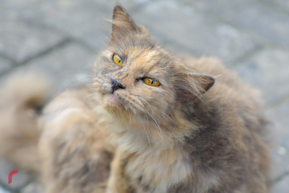 މާލޭ ސިޓީގެ މަގުމަތީގައި އުޅޭ ބުޅަލެއް- މާލޭގައި ބުޅާ ވަނީ އިތުރުވެފައި