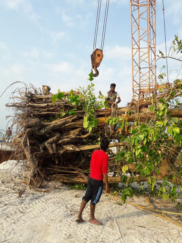 ރަށަކުން ގަހެއް އުފުރައިގެން ގެންދަނީ -- ފޮޓޯ: ޓުވިޓަރ