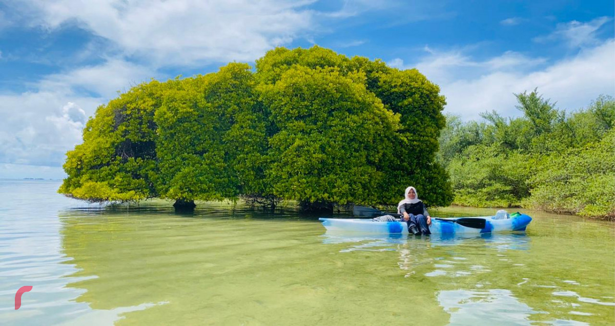 ކަރަނަމަ ގަހެއްގެ ވަށައިގެން ކެނޯއެއް ދުއްވަނީ