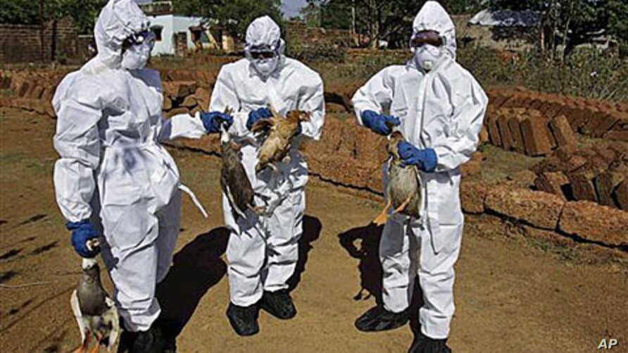 ދޫނި ރޯގާގެ ސަބަބުން ސިއްޙީ މާހިރުން ރައްކާތެރިކަމާއެކު ދޫނިތައް ނައްތާލުމުގެ މަސައްކަތް ކުރަނީ