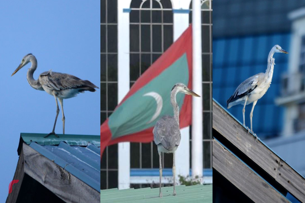 މާލެ މަސް މާރުކޭޓު ސަރަހައްދަށް ކޮންމެ ދުވަހަކު ތިރިކުރާ މާކަނާތައް، ވަޅޯމަސް މާރުކޭޓު މަތީގައި