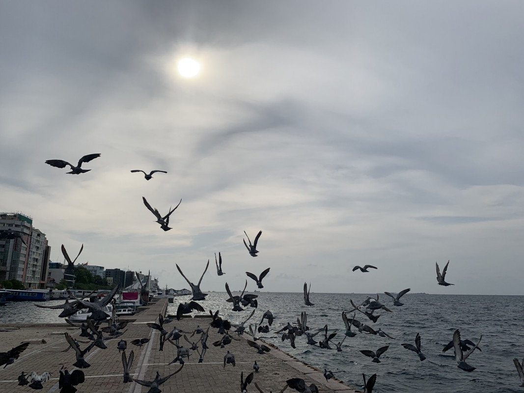 މަސްވެރިންގެ ޕާކު ސަރަހައްދުގައި ކޮތަރުތަކެއް - ކޮތަރުތައް އުނދުހެމުންދާއިރު ފެންނަ މަންޒަރު ވަރަށް ހިތްގައިމު - ފޮޓޯ: ރާއްޖެއެމްވީ