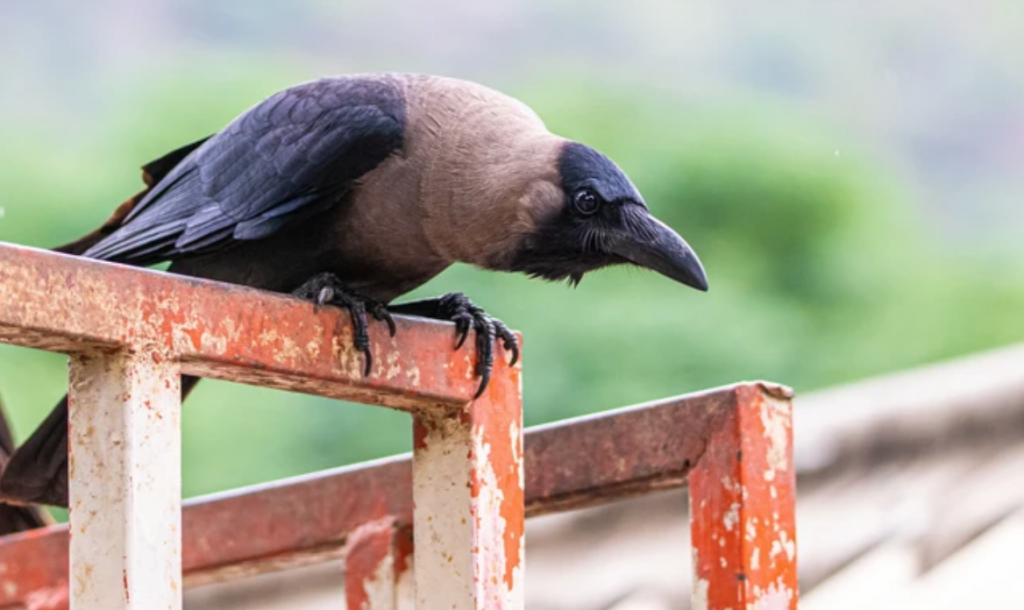 ކާޅެއް، މިއީ އެއްވެސް އިރަކު އައްޑޫ ސިޓީގައި ދިރިއުޅޭ އެއްޗެއް ނޫން